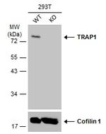 TRAP1 Antibody in Western Blot (WB)