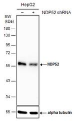 CALCOCO2 Antibody in Western Blot (WB)