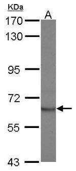 STAM2 Polyclonal Antibody