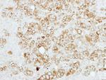 Sigma-1 Receptor Polyclonal Antibody