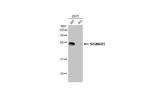 Sigma-1 Receptor Antibody in Western Blot (WB)