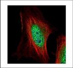 EMP Polyclonal Antibody