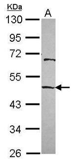 EMP Antibody in Western Blot (WB)