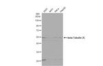Tubulin beta-2C Antibody in Western Blot (WB)