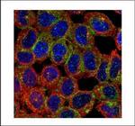 BAIAP2 Polyclonal Antibody