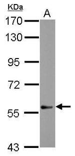 DEAF1 Antibody in Western Blot (WB)