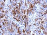 CaMKK beta Antibody in Immunohistochemistry (Paraffin) (IHC (P))