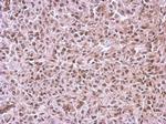 CUG-BP2 Antibody in Immunohistochemistry (Paraffin) (IHC (P))