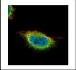 GMEB1 Polyclonal Antibody