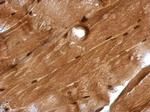 GMEB1 Antibody in Immunohistochemistry (Paraffin) (IHC (P))