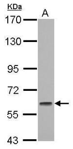 GMEB1 Antibody in Western Blot (WB)