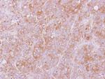VIP36 Antibody in Immunohistochemistry (Paraffin) (IHC (P))