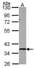 VIP36 Antibody in Western Blot (WB)