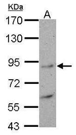 Mitofilin Antibody in Western Blot (WB)