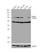 Mitofilin Antibody in Western Blot (WB)