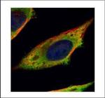 Calpain 11 Polyclonal Antibody