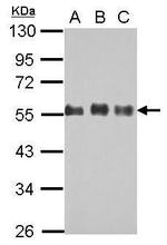 Cdc42EP1 Antibody in Western Blot (WB)