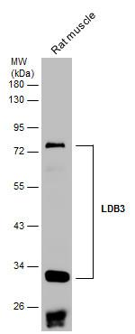 LDB3 Antibody in Western Blot (WB)