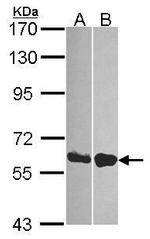 DDX19B Antibody in Western Blot (WB)