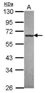 NTNG1 Antibody in Western Blot (WB)