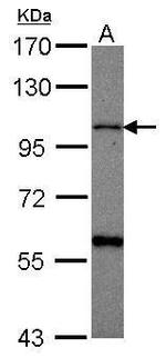 CHSY1 Antibody in Western Blot (WB)