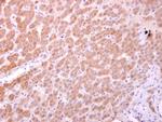 KAP3 Antibody in Immunohistochemistry (Paraffin) (IHC (P))