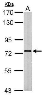SCMH1 Polyclonal Antibody