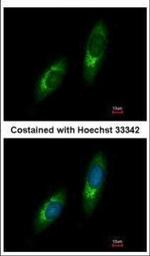 USP33 Polyclonal Antibody