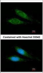 MRPS27 Polyclonal Antibody