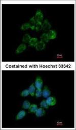 ETEA Polyclonal Antibody