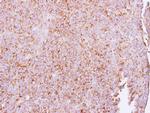 ETEA Antibody in Immunohistochemistry (Paraffin) (IHC (P))