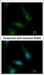 CLASP1 Polyclonal Antibody