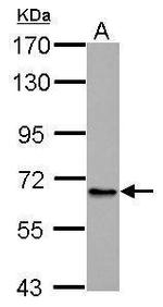 ABCB10 Polyclonal Antibody