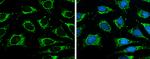 ISCU Polyclonal Antibody
