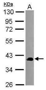 SEC14L2 Polyclonal Antibody