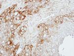 ZNF346 Antibody in Immunohistochemistry (Paraffin) (IHC (P))
