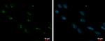 ORC3 Antibody in Immunocytochemistry (ICC/IF)