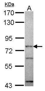 ORC3 Antibody in Western Blot (WB)