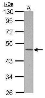MKRN2 Polyclonal Antibody
