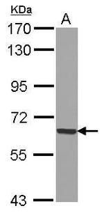 GADD34 Polyclonal Antibody