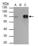TRIM29 Antibody in Immunoprecipitation (IP)