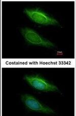 BHMT2 Antibody in Immunocytochemistry (ICC/IF)