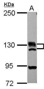 BRD1 Polyclonal Antibody