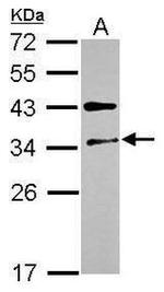 FUS2 Antibody in Western Blot (WB)