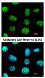 VAX2 Polyclonal Antibody