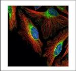FBXO4 Antibody in Immunocytochemistry (ICC/IF)
