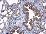 SLC17A5 Antibody in Immunohistochemistry (Paraffin) (IHC (P))