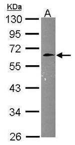 CNNM3 Polyclonal Antibody