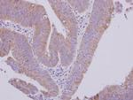 MTBP Antibody in Immunohistochemistry (Paraffin) (IHC (P))