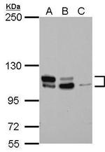 MTBP Antibody in Western Blot (WB)